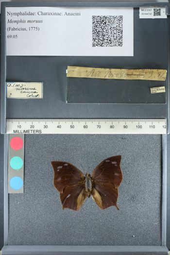 Media type: image;   Entomology 164732